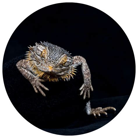 Reptiles & Fish – ME Pet Photography | Brisbane | Award-Winning Animal ...