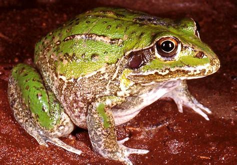 Giant Frog | Western Australian Museum