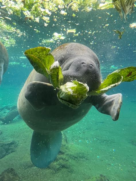 manatee eating lettuce 🥬 in 2023 | Ocean animals, Marine animals, Sea cow