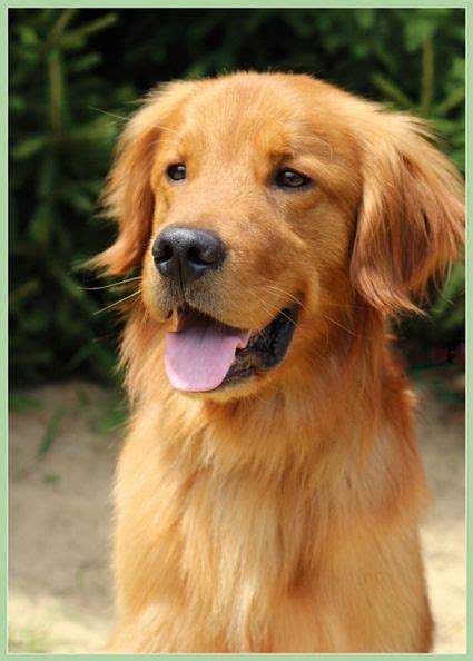 Golden Retriever Rescue Resource - Toledo Dog Adoptions | Golden ...