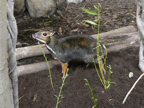 Philippine Mouse Deer - ZooChat