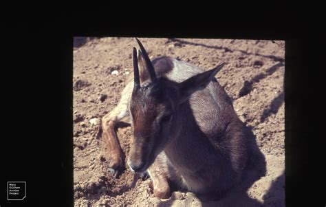 Gazelle. Gazella. Tel Aviv University Zoo. True gazelles a… | Flickr