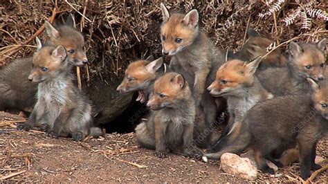 Red fox cubs - Stock Video Clip - K003/9887 - Science Photo Library