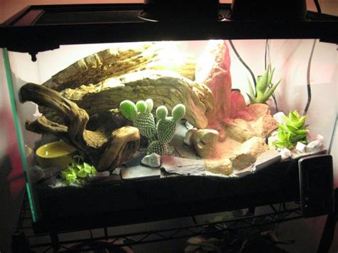 20 Gallon Desert Vivarium (Leopard Gecko) | Leopard gecko habitat, Leopard gecko, Gecko terrarium