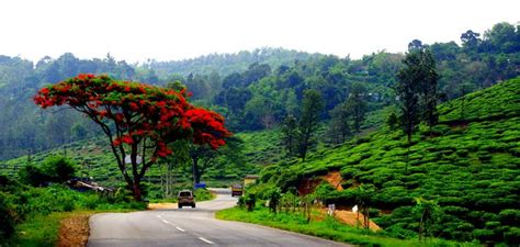 Idukki Tourism Idukki Travel Guide Tour Information - Idukki Kerala India