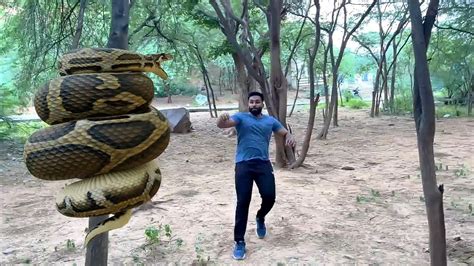 Anaconda Snake Attack In Real Life 5 | 🐍Anacondas Attack - YouTube