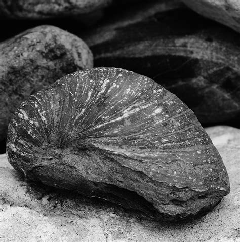 Jurassic Coast Fossils, Pinhay Bay, Dorset, "Gryphaea" | Flickr