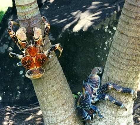 Coconut Crabs: All about the heaviest and strongest crabs