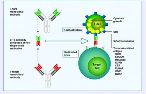 Bispecific T Cell Engager (bite) at Best Price in New York | Creative Biolabs