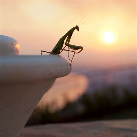 Contest Time! Build a Habitat for the Chinese Praying Mantis: Garden ...