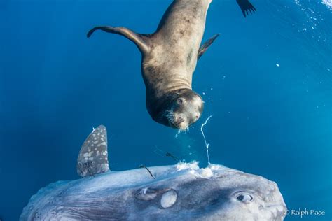 The sea lion chews a hole in the giant sunfish and enjoys his huge meal ...