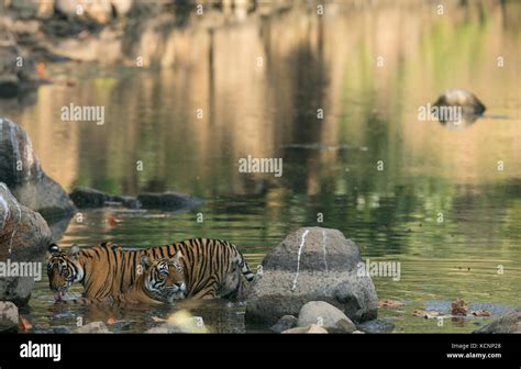 Tiger sitting in water in Ranthambore Stock Photo - Alamy