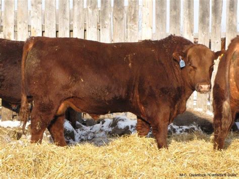 Red Angus Bulls for Sale from MC Quantock in BC AB SK MB