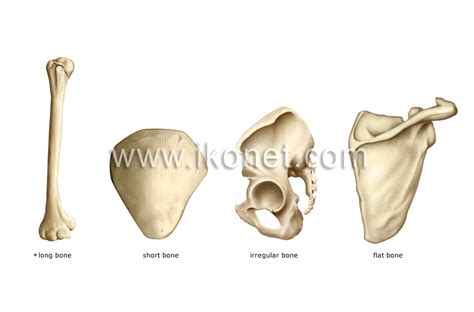 short bone - meddic