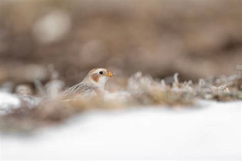 20+ Snow Bunting Nest Stock Photos, Pictures & Royalty-Free Images - iStock