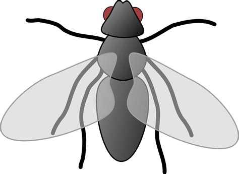 Fly Clipart Black And White
