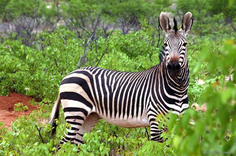 Mountain Zebra at Etosha National Park, Namibia - YourAmazingPlaces.com