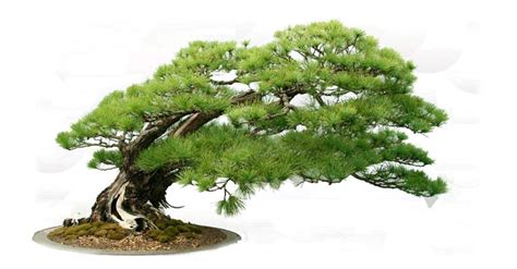 What is the Meaning of Bonsai?