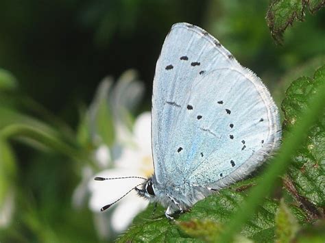 British Butterflies: Holly Blue | Wildlife Insight