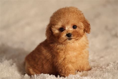 Teacup Poodle Facts, Size, Price, Colors, Breeders & More - Marvelous Dogs