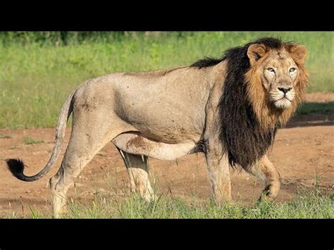 Worlds Largest Lion Ever Recorded