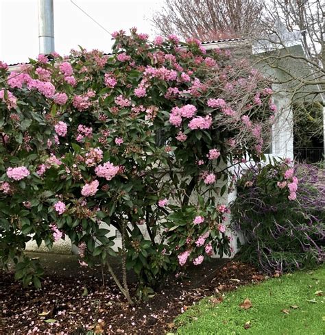 PLANT OF THE WEEK #62: Luculia gratissima | The Gardenist