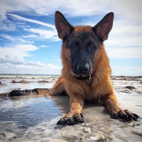 Beach day Featured account @ghandithegsd #gsd #gsdsofinstagram # ...