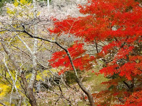 Enjoy Cherry Blossoms in Autumn in Japan - Japan Web Magazine