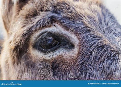 Closeup of Eye of Donkey in a Meadow, Vision Concept, Macro of Brown Donkey Eye Stock Photo ...