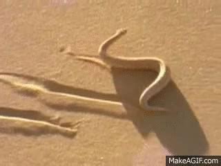 snake slithering desert on Make a GIF