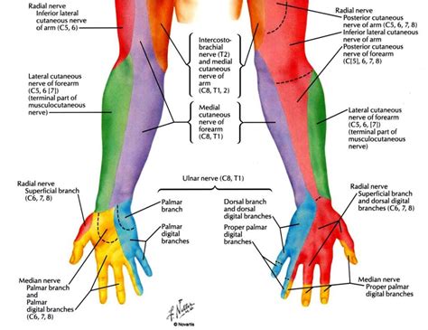 Innervation Of The Hand Muscles Nerve Innervation Of The Hand Hand Muscle Innervation – Human ...