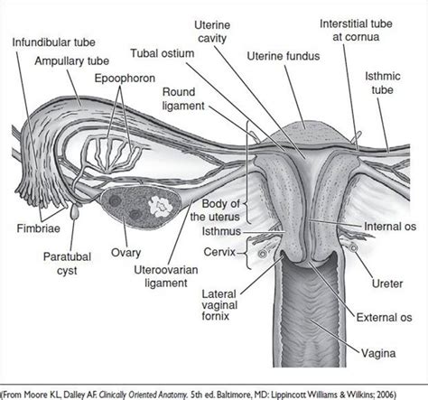 Instant Anatomy Abdomen Areas Organs Genital Tract Vagina | SexiezPicz ...