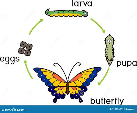 Life Cycle Butterfly Life Cycle Butterfly Complete Holometabolous ...