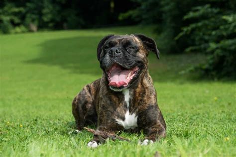 Boxer Mixes: 35 Different Boxer Dog Crossbreeds - K9 Web