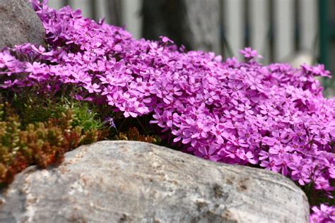 Moss Phlox | Direct Native Plants