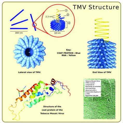 Tobacco Mosaic Virus Chart at 275.00 INR in Delhi | Vidya Chitr Prakashan