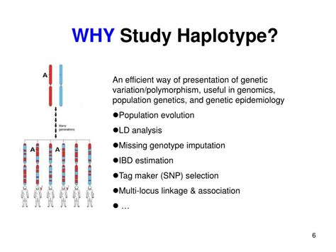 PPT - Haplotyping Algorithm PowerPoint Presentation, free download - ID:3815660