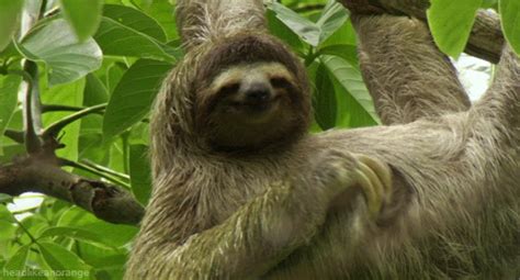 TONS of Sloth Photos and .Gifs That Are Guaranteed to Make Your Heart Explode