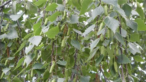 Silver birch - Betula pendula | Kew