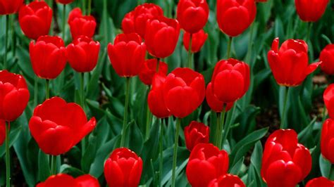 Red Tulips Wallpapers - Top Free Red Tulips Backgrounds - WallpaperAccess