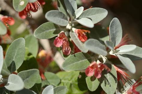 Flora of Gran Canaria - Flowering Teucrium Heterophyllum, Species of Germander Endemic To ...