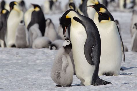 Emperor Penguin Chick Hatching