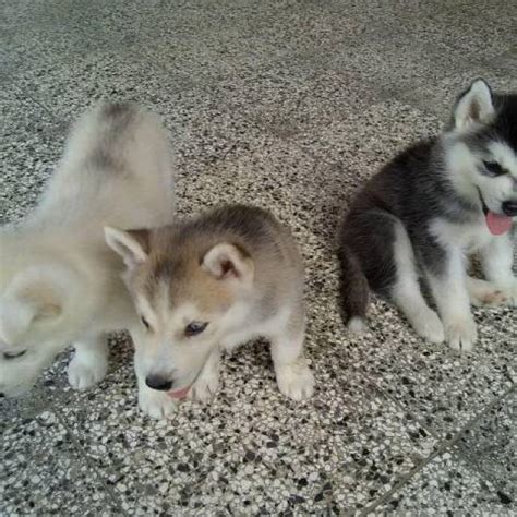 Siberian husky puppies for adoption - Indianapolis - Animal, Pet