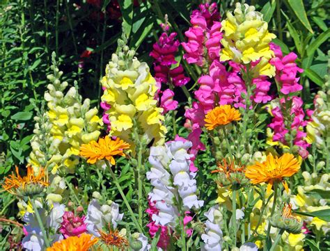 Snapdragons Free Stock Photo - Public Domain Pictures