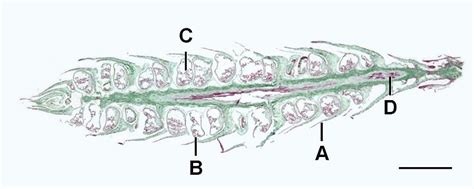 Lycopodium Strobilus Labeled