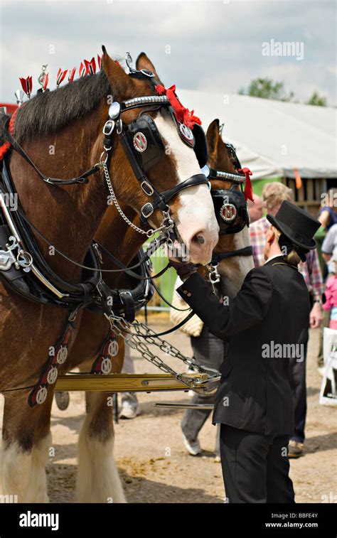 Dray horses -Fotos und -Bildmaterial in hoher Auflösung – Alamy