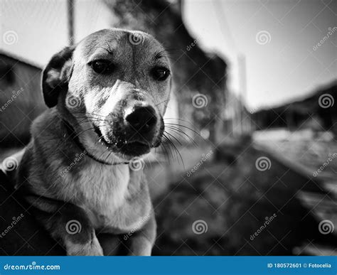 Funny attentive dog stock image. Image of portrait, isolated - 180572601