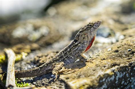 Anole Care (Anolis Carolinensis) | Crestwood Animal Hospital