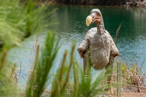 Dodo: Descripción, Descubrimiento, Alimentación y Cultura Popular