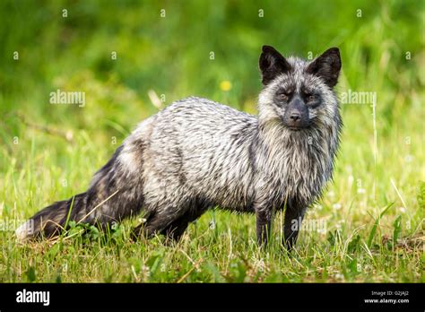 Melanistic Stock Photos & Melanistic Stock Images - Alamy